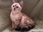 Lumi snow - Bengal Kitten For Sale - Mills River&comma; NC&comma; US