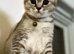 Freddie Mercury - British Shorthair Kitten For Sale - Grand Rapids&comma; MI&comma; US