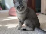 Freddie Mercury - British Shorthair Kitten For Sale - Grand Rapids&comma; MI&comma; US