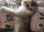 Aston - Scottish Fold Kitten For Sale - Grand Rapids&comma; MI&comma; US