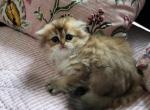 Aston - Scottish Fold Kitten For Sale - Grand Rapids&comma; MI&comma; US