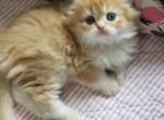 Martin - Scottish Fold Kitten For Sale - Grand Rapids&comma; MI&comma; US