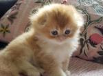 Martin - Scottish Fold Kitten For Sale - Grand Rapids&comma; MI&comma; US