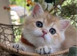 Cutie - Scottish Fold Kitten For Sale - Vancouver&comma; WA&comma; US