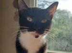 Victoria - Snowshoe Cat For Sale - Ocean Shores&comma; WA&comma; US