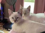 Blue collar - Siamese Kitten For Sale - 