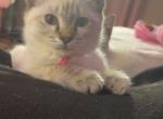 Pink collar - Siamese Kitten For Sale - Hampden&comma; MA&comma; US