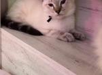 Black collar - Siamese Kitten For Sale - Hampden&comma; MA&comma; US