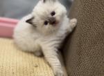 Traditional Seal Point - Ragdoll Kitten For Sale - Beaver Falls&comma; PA&comma; US