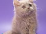 Alisa - British Shorthair Kitten For Sale - Norwalk&comma; CT&comma; US