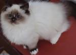 Seal mitted with blazes - Ragdoll Kitten For Sale/Service - Bristow&comma; VA&comma; US