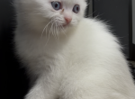 White lady - Scottish Fold Kitten For Sale - 