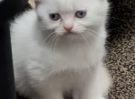 White lady - Scottish Fold Kitten For Sale - Fairview&comma; NJ&comma; US