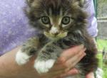 Cutie Pie's Kittens - Maine Coon Kitten For Sale - Souderton&comma; PA&comma; US