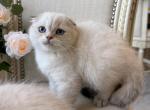 Scottish Fold Seal Point Brothers - Scottish Fold Kitten For Sale - Orlando&comma; FL&comma; US