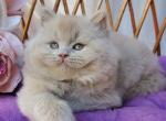 Teo - British Shorthair Kitten For Sale - Norwalk&comma; CT&comma; US