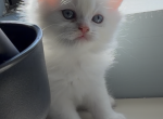 White lion - Scottish Straight Kitten For Sale - Fairview&comma; NJ&comma; US