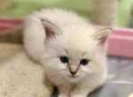 Traditional Lilac Point - Ragdoll Kitten For Sale - Beaver Falls&comma; PA&comma; US