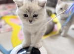 Jack - British Shorthair Kitten For Sale - Las Vegas&comma; NV&comma; US