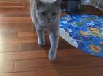 Masya - British Shorthair Cat For Sale - Philadelphia&comma; PA&comma; US