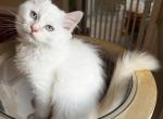 Electric - Ragdoll Kitten For Sale - Columbia&comma; MO&comma; US