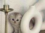 Melon - Scottish Fold Kitten For Sale - Sacramento&comma; CA&comma; US