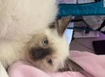 Seal female - Siamese Kitten For Sale - Hampden&comma; MA&comma; US