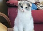 Mimosa - Scottish Fold Kitten For Sale - WI&comma; US
