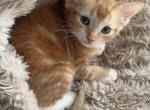 Bambi - Domestic Kitten For Adoption - 