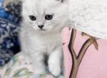 Jeannie - British Shorthair Kitten For Sale - 