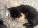 Rain - Domestic Kitten For Sale - 