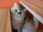 Ozzie - Scottish Straight Cat For Sale - Levittown&comma; PA&comma; US