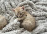 Amin - Domestic Kitten For Sale - Bayonne&comma; NJ&comma; US