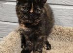 Sydney - Exotic Kitten For Sale - Fair Oaks&comma; CA&comma; US