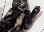 The Freak - Domestic Kitten For Adoption - Jersey City&comma; NJ&comma; US