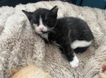 Star - Domestic Kitten For Sale - 