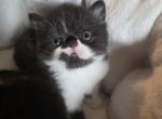 Banshee baby boys - Exotic Kitten For Sale - 