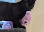 Sir Goopy Eyes - Domestic Kitten For Adoption - 
