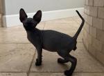 Sphynx Kittens - Sphynx Kitten For Sale - Castle Rock&comma; CO&comma; US
