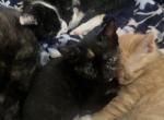 Zatar - Domestic Kitten For Sale - Bayonne&comma; NJ&comma; US