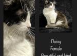Daisy - American Longhair Kitten For Sale