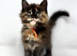 Envy - Maine Coon Kitten For Sale - 
