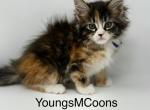 Joy - Maine Coon Kitten For Sale - 