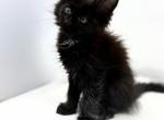 Sadness - Maine Coon Kitten For Sale - Elk Grove&comma; CA&comma; US