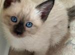 Seal point Siamese kittens - Siamese Kitten For Sale - Elsmere&comma; DE&comma; US