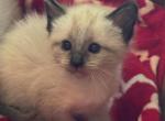 Seal point Siamese kittens - Siamese Kitten For Sale - 