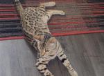 Cleo - Bengal Cat For Sale - Akron&comma; OH&comma; US
