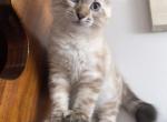 Ambassador grey Highlander - Highlander Kitten For Sale - 