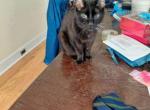 Prince - Domestic Cat For Adoption - Passaic&comma; NJ&comma; US