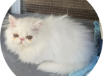 White Exotic Male - Exotic Kitten For Sale - Stroudsburg&comma; PA&comma; US
